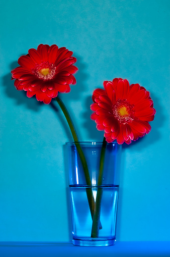 two red Gerber's in  blue vase  on a blue background