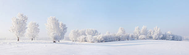 Winter beautiful panorama with trees covered by hoarfrost Winter beautiful panorama with trees covered by hoarfrost wide field stock pictures, royalty-free photos & images