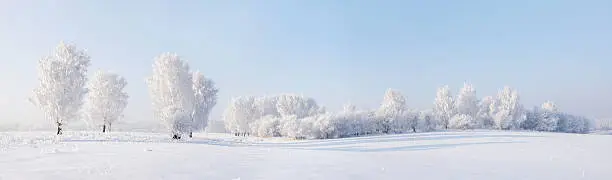 Winter beautiful panorama with trees covered by hoarfrost
