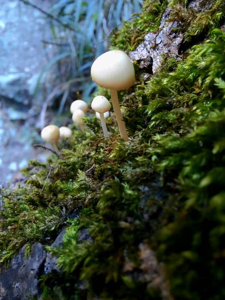 istock Mycena, mushrooms 1499978326
