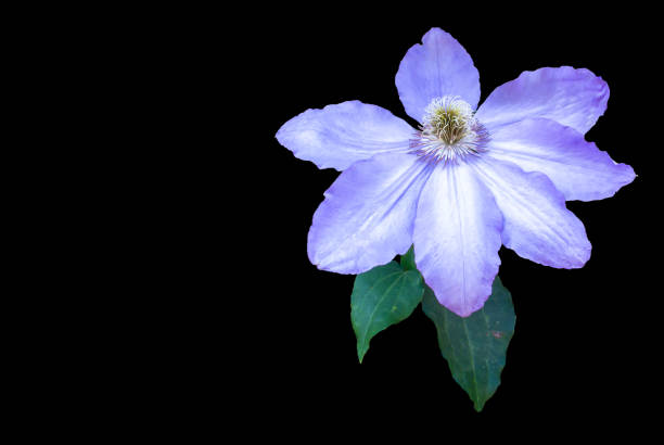 istock A purple clematis flower with black background 1499978869