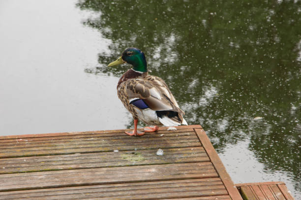 istock A mallard duck standing backwards on a jetty by a lake, beautiful profil 1499979855