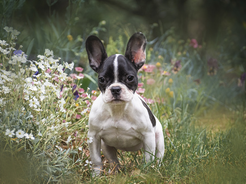 Cute puppy sits in a meadow near growing flowers. Clear, sunny day. Closeup, outdoor. Day light. Concept of care, education, obedience training and raising pets