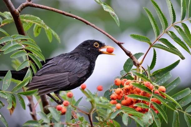 istock Blackbirds eating autumn red berries 1499979947