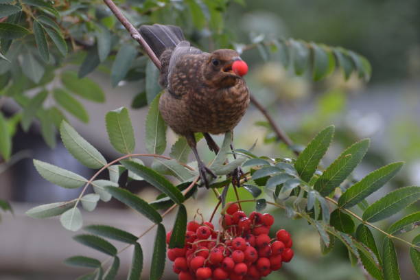istock Blackbirds eating autumn red berries 1499980243