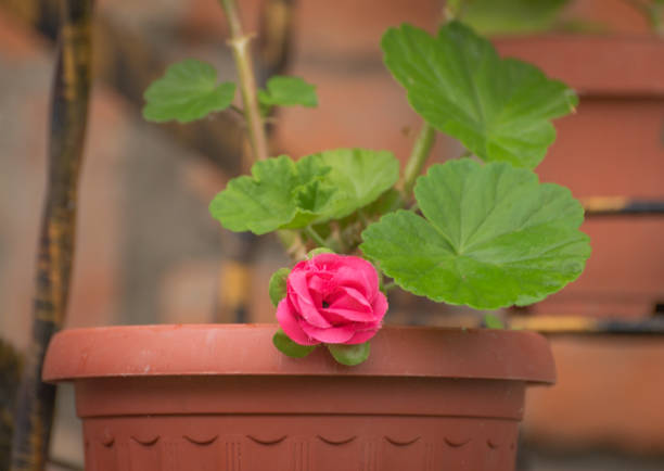 Blue Sybil pelargonium blooms in a pot