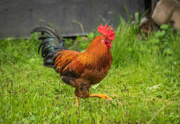 istock Domestic rooster in a rural yard 1499982964