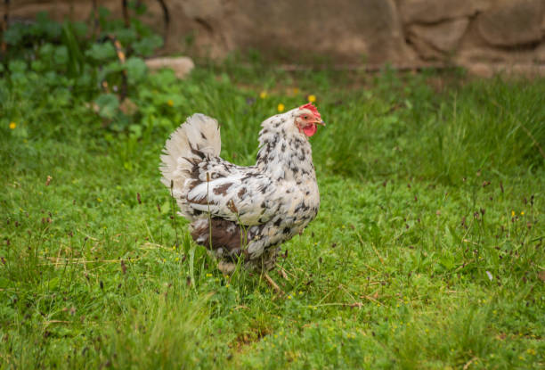 istock Domestic chicken in a rural yard 1499982984