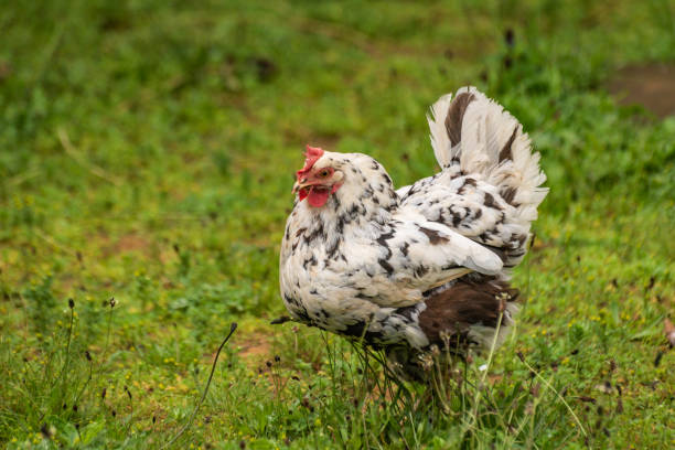 istock Domestic chicken in a rural yard 1499982990
