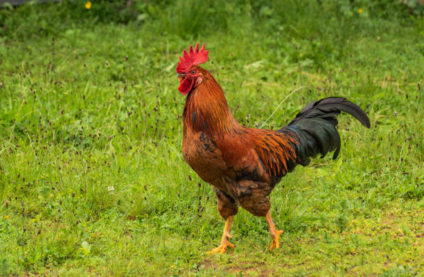 istock Domestic rooster in a rural yard 1499982996