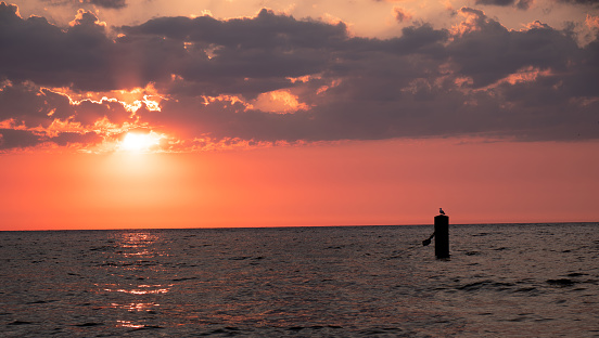 A seagull perched on a stake against the backdrop of a red sunset. Calm sea. Europe, Baltic Sea.