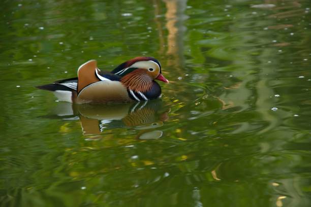 istock Mandarin duck peacefully gliding on the tranquil greenish lake 1499983405