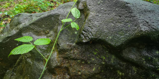 istock Blackberry branch on a stone in a rainy forest 1499983755