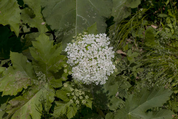 American Cow parsnip (Heracleum maximum)  is also known as  Satan celery, Indian celery, Indian rhubarb or pushki. Native to North America.