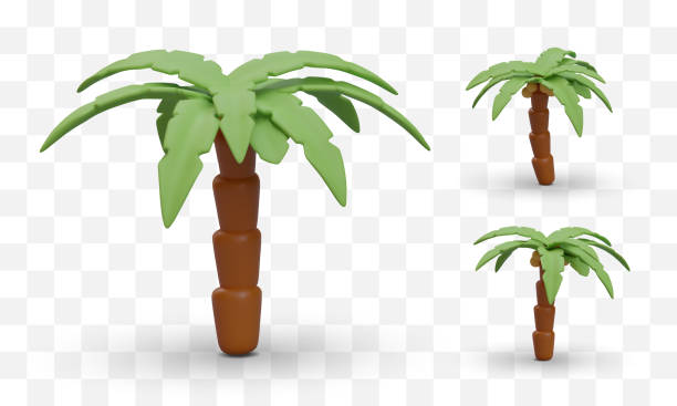 Set of realistic palm trees with coconuts. 3D icons of palmae from different sides Set of realistic palm trees with coconuts. 3D icons of palmae from different sides. Tropical trees with shadows. Images for web pages about resorts, ocean vacations, tropical countries syagrus stock illustrations