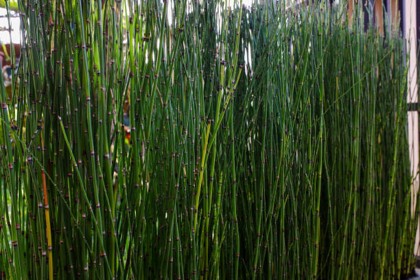 A Equisetum hyemale a plant Equisetum hyemale is a perennial herbaceous vascular plant in the horsetail family Equisetaceae. It is native throughout the Holarctic Kingdom, found in North America, Europe, and North Asia. horsetail bamboo stock pictures, royalty-free photos & images