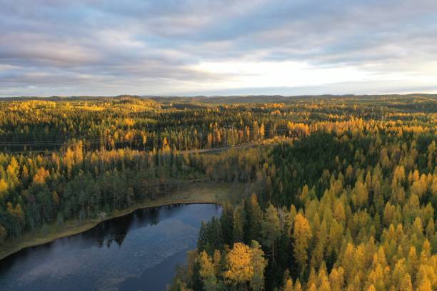 Finlandia jezioro przyroda krajobraz las dzicz jesień – zdjęcie