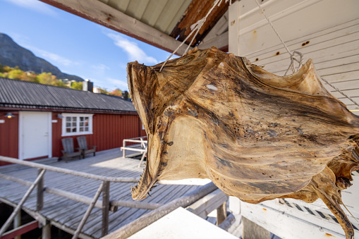 A view of dried monkfish heads in authentic wooden fisherman house in Northern Norway, Scandinavia