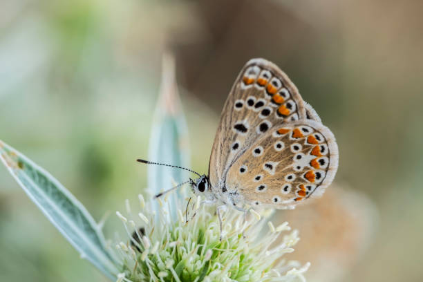 istock A Bronze Copper or lycaena hyllus butterfly 1499992601