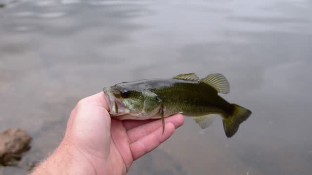 Small Bass catch and release bass nice catch