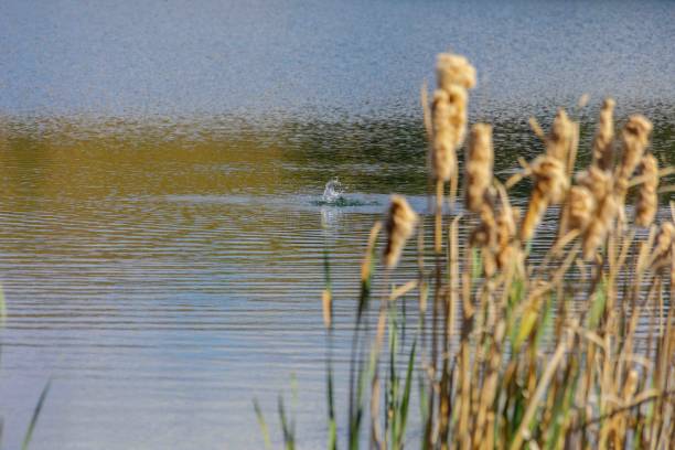 istock Tranquil Wetland: Natural Beauty and Bulrush Growth by the Lake 1500000372