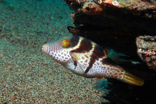 istock The Vantini Sharpnose Puffer (Canthigaster valentini) is known by several other names, including Saddle Valentini Puffer, Banded or Black-Saddled Toby, Saddled Puffer ot Valentini Puffer 1500000414