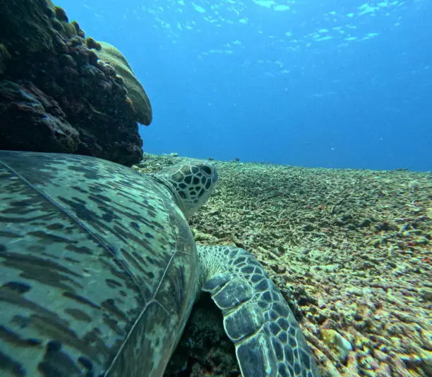 A turtle under the reef looking out the ocean