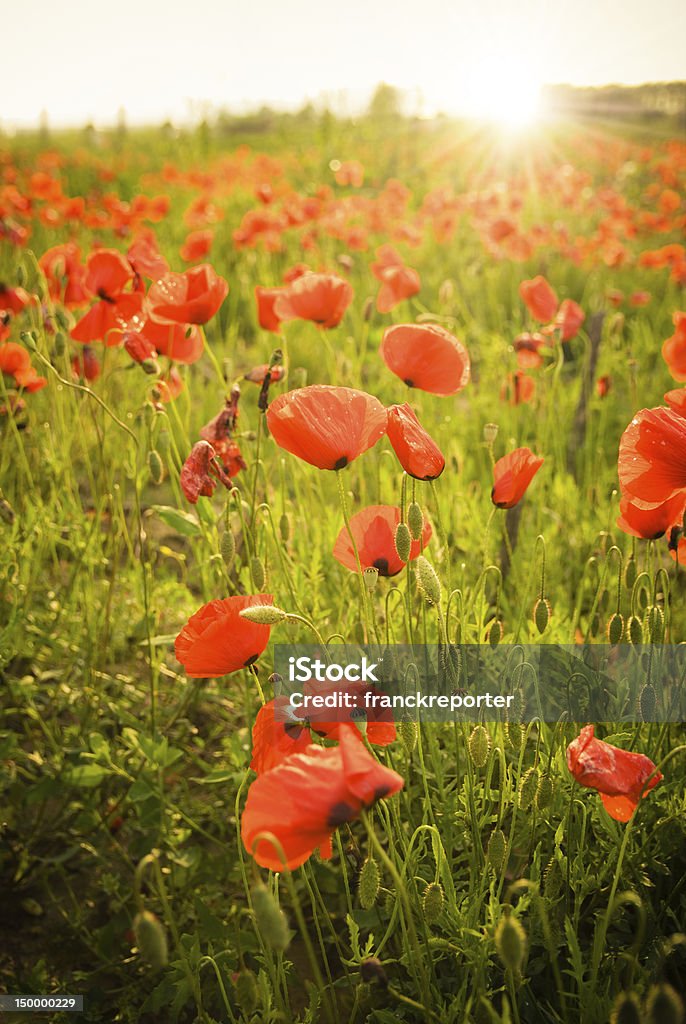 Poppy Landschaft in der Abenddämmerung - Lizenzfrei Blendenfleck Stock-Foto