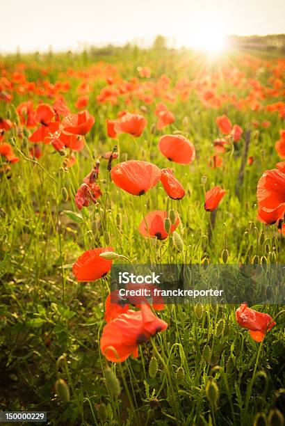 Poppy Landschaft In Der Abenddämmerung Stockfoto und mehr Bilder von Blendenfleck - Blendenfleck, Blume, Bunt - Farbton