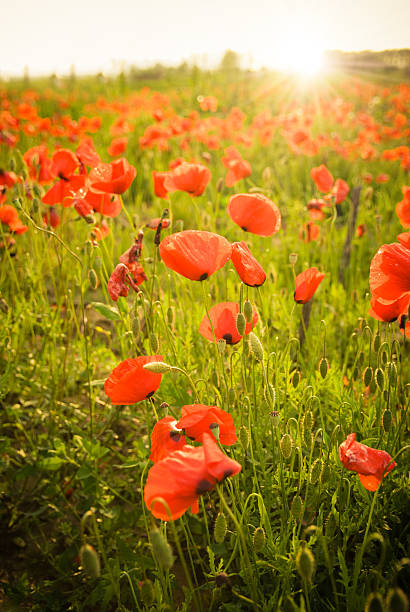 istock Poppy Landscape at dusk 150000229