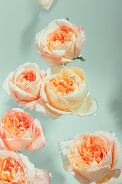 istock Buds of soft pink peony roses float in the water 1500008140