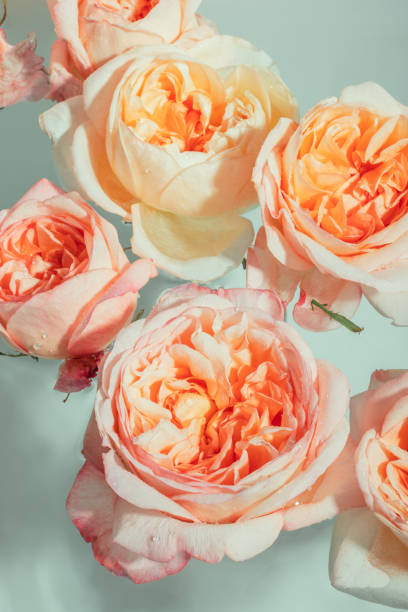 istock Buds of soft pink peony roses float in the water 1500008143