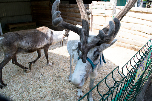 reindeer in a contact zoo, life in captivity, national park, deer on a livestock farm, reindeer in a pen
