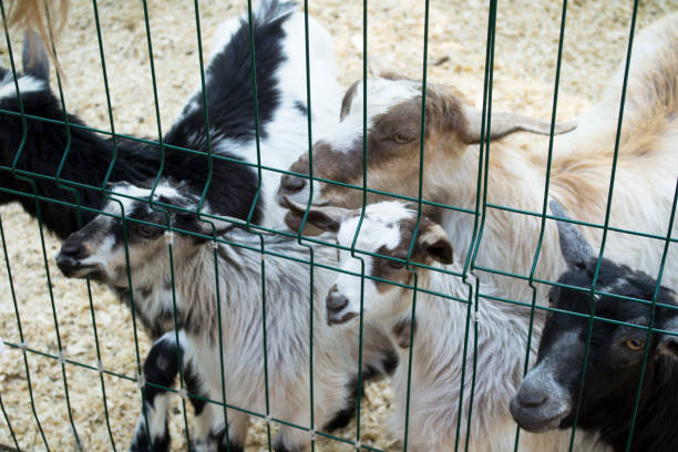 接触動物園の家畜ヤギ、飼育下での生活、国立公園、ニンジンを食べる黒いヤギ、ペンの中のヤギまたは羊、家畜農場のヤギ - sheep fence zoo enclosure ストックフォトと画像