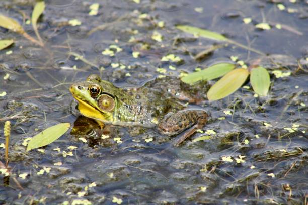 istock Cute Frog at the botanical gardens 1500008893