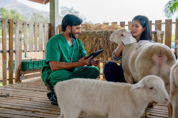 azjatycka rolniczka przytula i opiekuje się owcami w stajni, a weterynarz również wspiera opiekę zdrowotną dla owiec obok i wyglądają na szczęśliwych ze współpracy. - portrait animal hospital embracing holding zdjęcia i obrazy z banku zdjęć