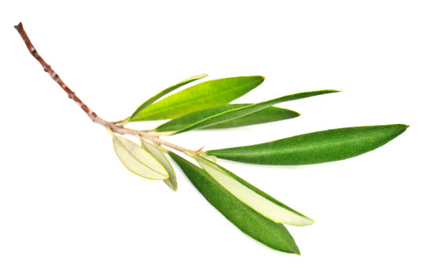 istock Green olive branch twig on white background 1500010437