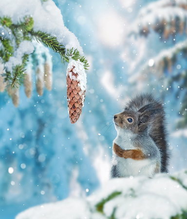 Red squirrel on spruce branch looking at delicious cone. Winter forest with snowy trees and snowfall.