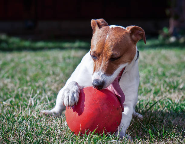 istock Happy dog Jack Russel playing with red ball 1500010783