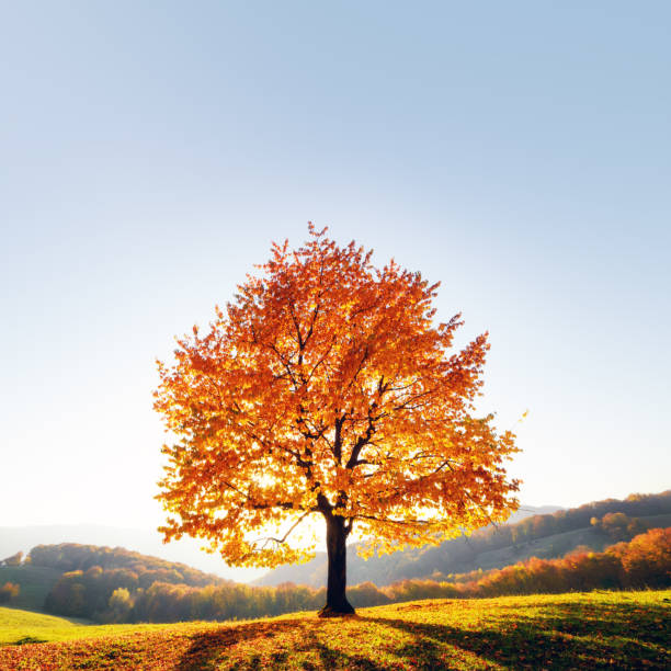 istock Majestic beech tree with sunny beams at autumn mountains 1500010794