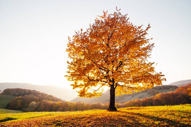 istock Majestic beech tree with sunny beams at autumn mountains 1500010843
