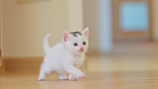 4k a white incredible kitten takes its first steps. Concept of happy adorable cat pets.