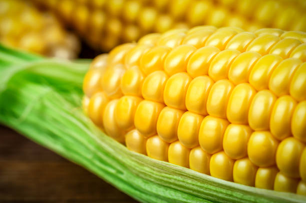 Perfect ripe organic corn cob maize stock photo