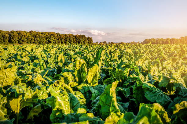 Lush sugar beat leaves at sunset stock photo