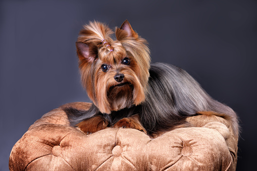 Charming Yorkshire Terrier breed dog after grooming in an animal salon.