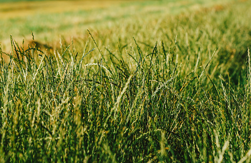Detail of an area of uncultivated long grass in a meadow.