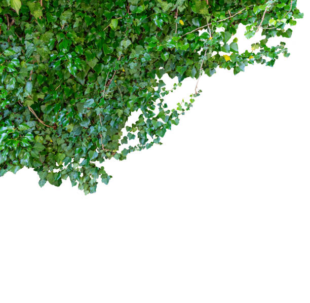istock Branches with green ivy leaves as frame 1500013312