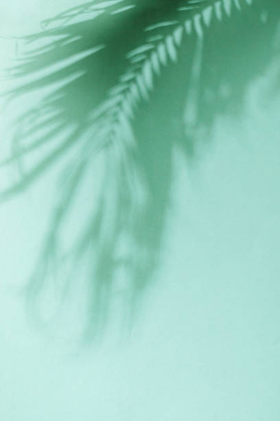 istock Palm leaf shadow on green background. Minimal summer exotic concept with copy space 1500015598