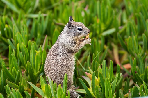 A squirrel perched atop a bed of tall green grass and leaves, eating a nut in a park setting.