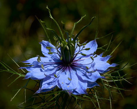 Nigella damascena summer blue flowers